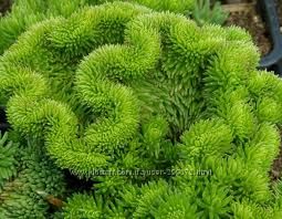 Очиток отогнутый Sedum reflexum Cristatum рассада