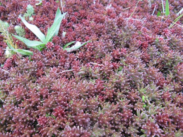 очитки  почвопокровные