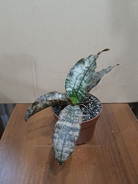 Продам сансевиерию. Сорт  Star Canyon Granite.