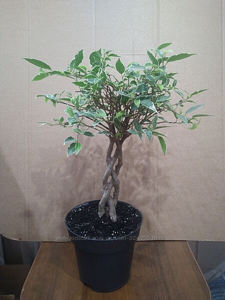 Продам фикусы разных сортов.