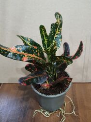 Продам кротоны и дизиготеку