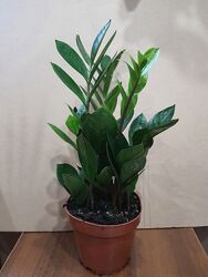 Продам замиокулькас. 