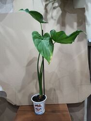 Продам  алоказию, драцену Суркулоза