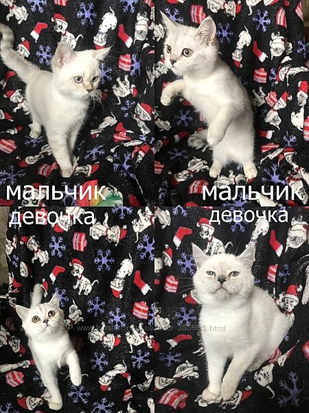 Маленькие шотландские позитивчики