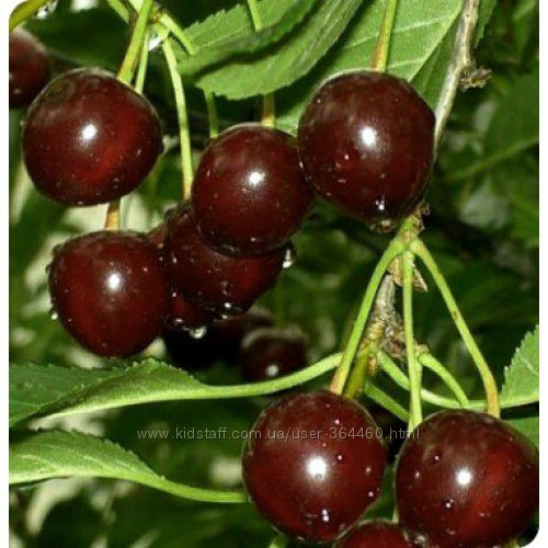 ВИШНЯ ЧЕРЕШНЯ