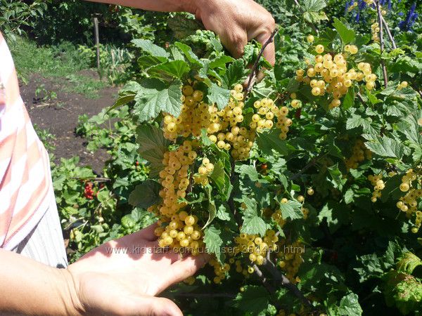 СМОРОДИНА БЕЛАЯ