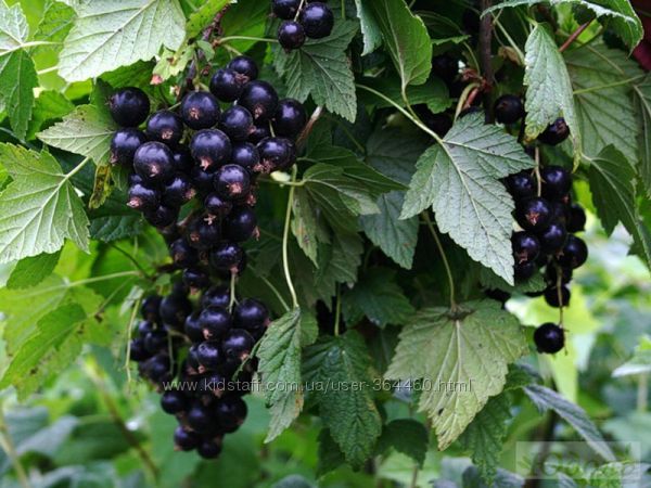 СМОРОДИНА ЧЕРНАЯ