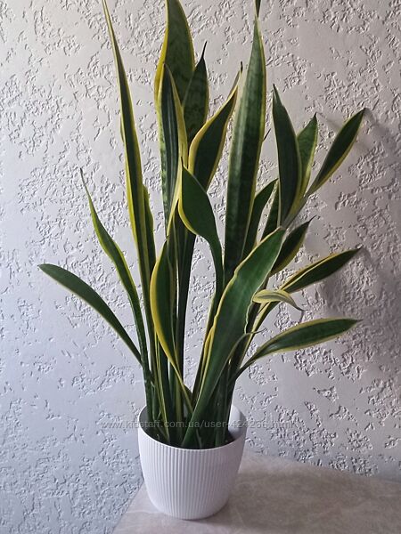 Сансевієрія триколірна