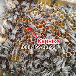Бджоломатки Пчеломатки плодные карника, карпатка - доставка по Украине