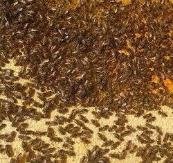 #2: пчёлы бджоли