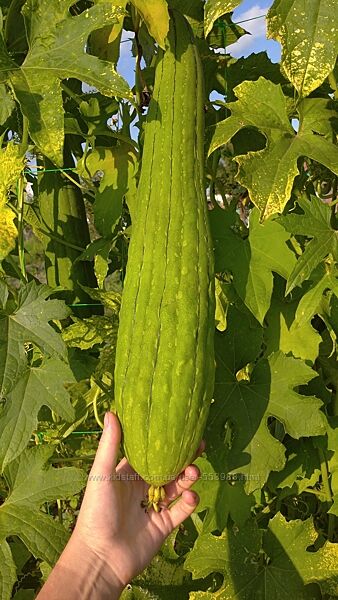 Насіння Люфи Семена Люффы