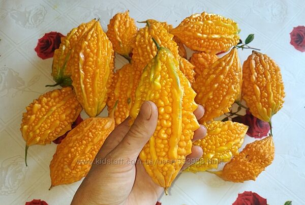 Насіння Момордика Charantia Мамордика