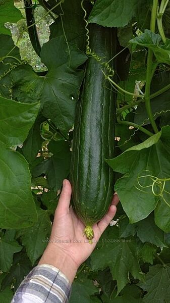 Насіння Люффи  мочалки Семена Люффы