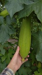 #9: Сорт Чудо огород 