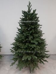 #8: ялина Шотландська 