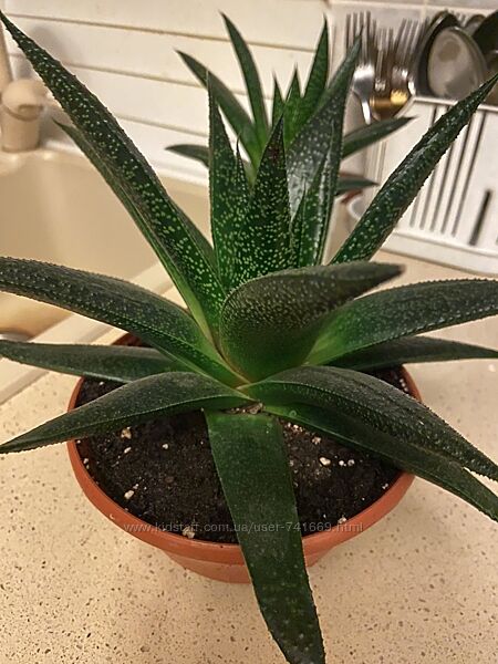 Продам Алое Остисте