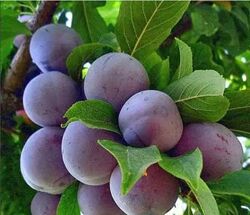 слива Ренклод гарні домашні саджанці