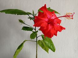 #1: Кімнатний, квітуванн