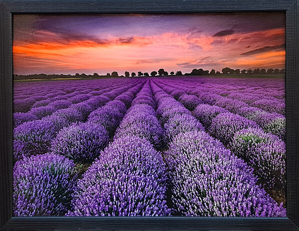 Фотокартина в дерев&acuteяній рамі Lavender 3 30х40 см POS-3040-154