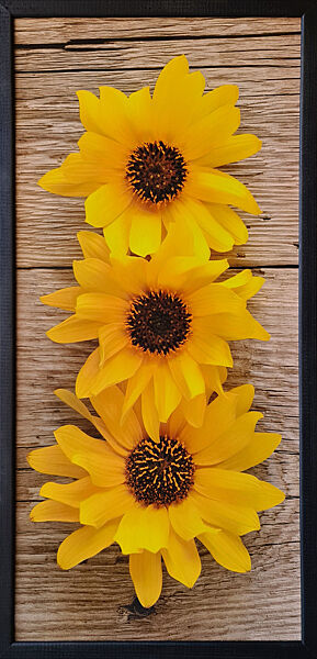 Фотокартина у дерев&acuteяній рамі Sun flower 1 33х70 см POS-3370-220