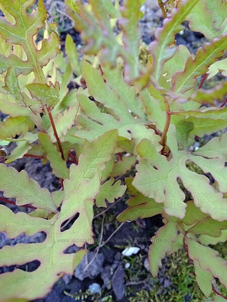 садові ексклюзивні багаторічні квіти та рослини