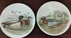 2 Коллекционные тарелки Frstenberg, серия John Gould 1804-1881.