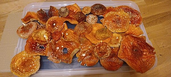 Мухомор Красный Карпаты
