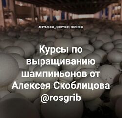 Курсы по выращиванию шампиньонов - Алексей Скоблицов