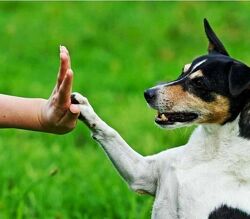  Воспитание собаки начиная с щенячьего возраста - Анатолий Котенко