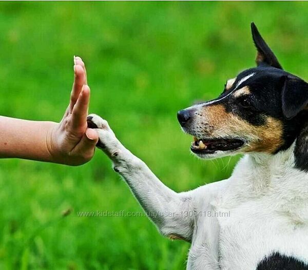  Воспитание собаки начиная с щенячьего возраста - Анатолий Котенко