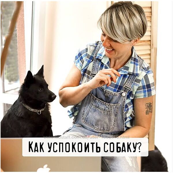 Как успокоить легковозбудимую собаку - schoolpetsfriends