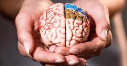 Мозг, привычки, режим и продуктивность - Вера Вороненко