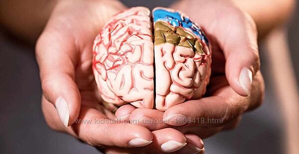 Мозг, привычки, режим и продуктивность - Вера Вороненко