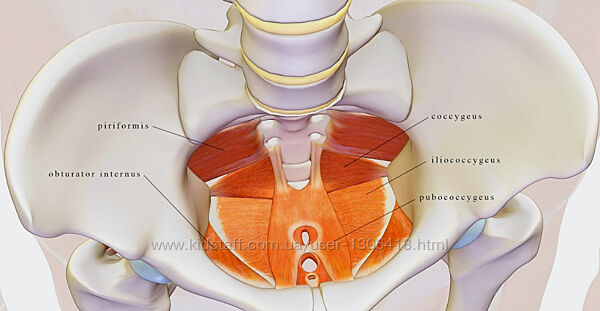 Мышцы тазового дна и кор алгоритм восстановления - Марина Осокина