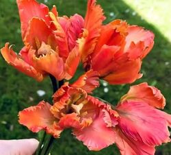 Тюльпан попугай из сахарной мастики. Май 2021 - elenawilkinson