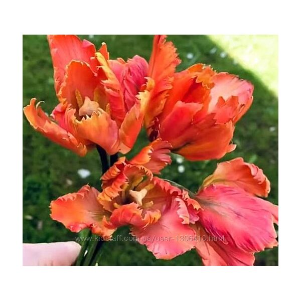 Тюльпан попугай из сахарной мастики. Май 2021 - elenawilkinson