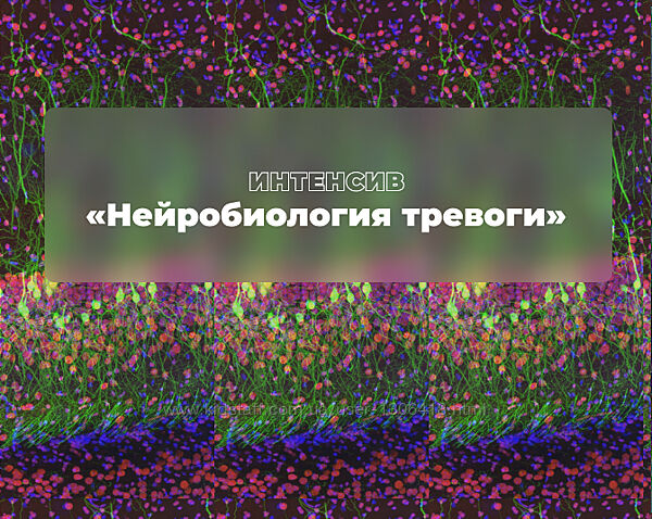 Нейробиология тревоги Екатерина Винник