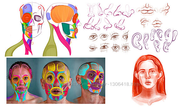 Анатомия для художника ArtCraft