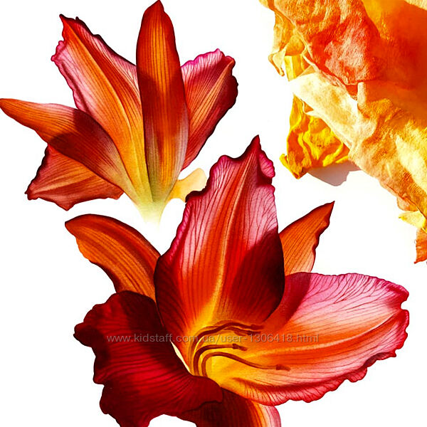 Lectoroom Ботаническая живопись Светлана Лансе