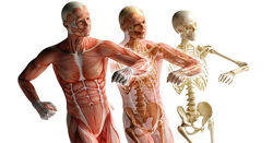 Фасции. Остеопатия Ольга Стеггерда