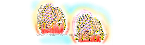 Дыхание по методу Франклина Людмила Бабанская