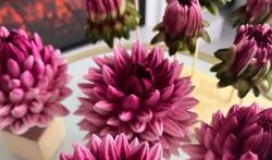 buket zefira rnd Георгины из зефира Анна Иванова