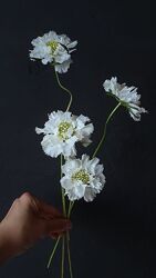 Ольга Снегова Стабилизация сухоцветов Особая флористика Новогодний Набор