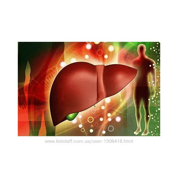 Наталья Хаустова Схема поддержки 2 фазы детокса печени с обновлениями 2024 