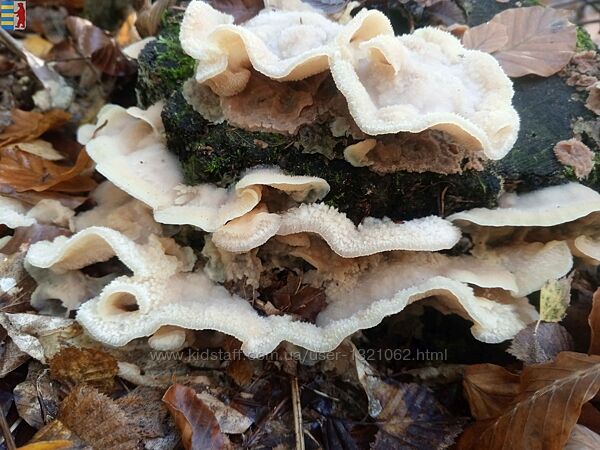 Agaricus muscarius мухомор  используемый в гомеопатии.