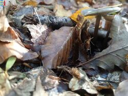 #2: Agaricus muscarius
