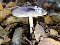 #3: Agaricus muscarius