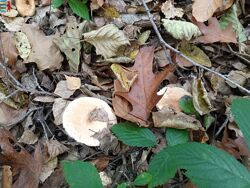 #4: Agaricus muscarius