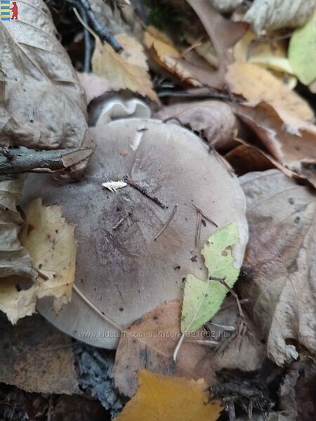 #5: Agaricus muscarius