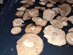 #10: Agaricus muscarius